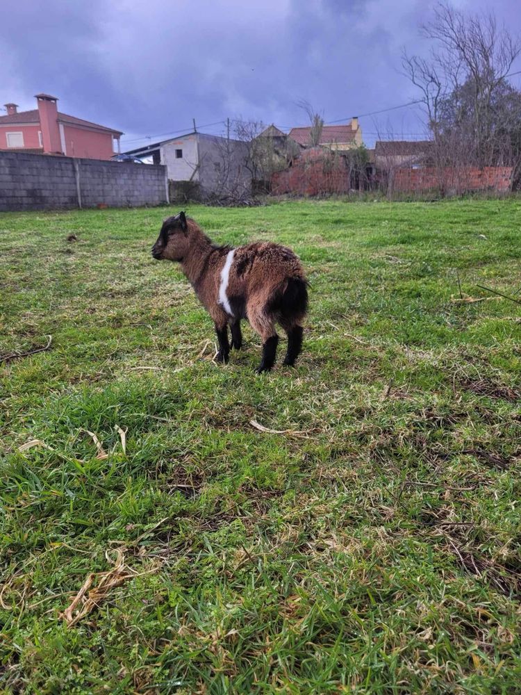 Cabra ana jovem com 1 ano