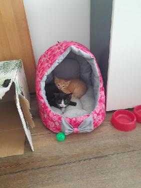 Oddam dwa koty za darmo