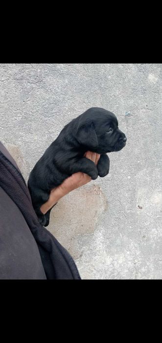 Labradora prete menina