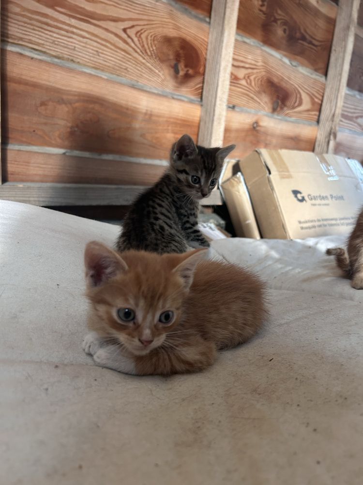 Kotki do adopcji