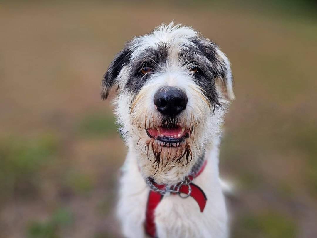 Terrier Reks szuka domu