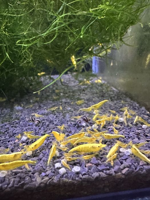 Neocaridinas Yellow Golden Back