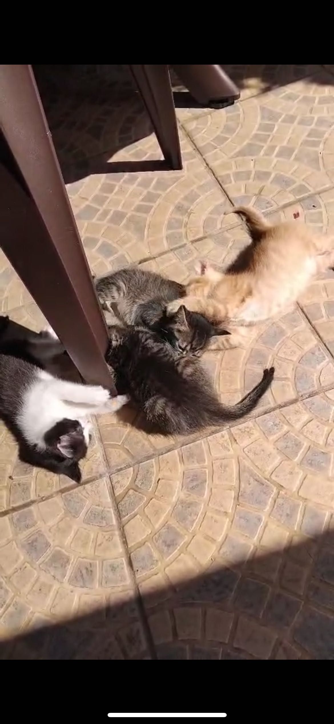 Gatinhos para Adoção Responsável