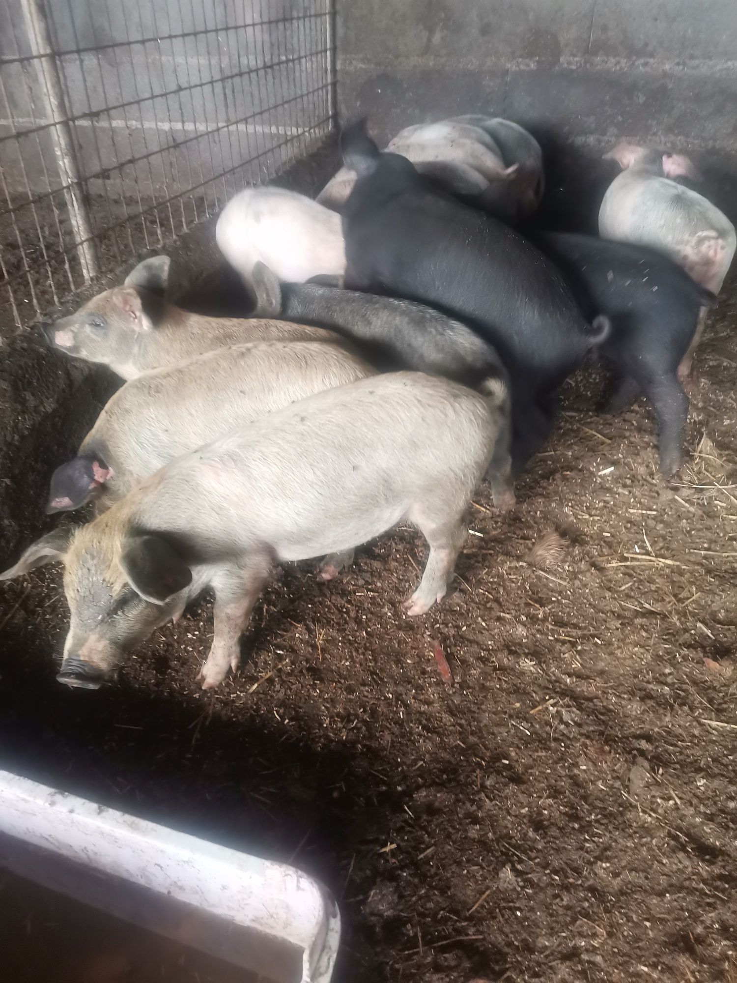 Leitões mangalitsa "porco ovelha"x bísaro e bísaro  puros