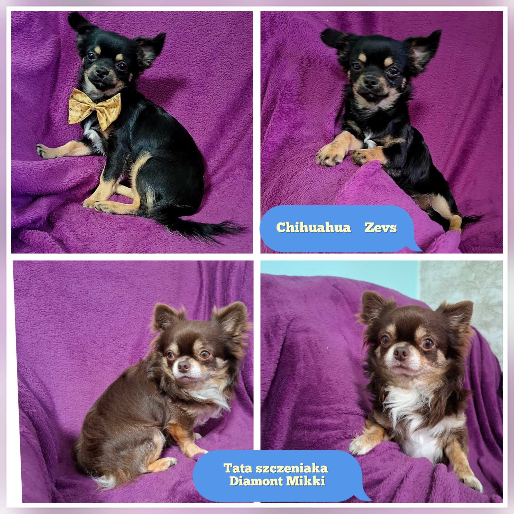 Czarno-podpalany długowłosy chihuahua samiec gotowy do odbioru/rodowód