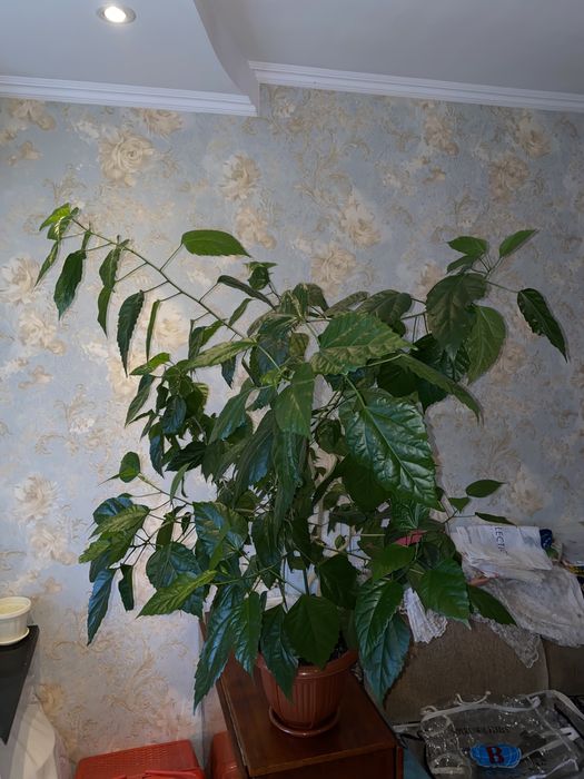 Китайская  роза