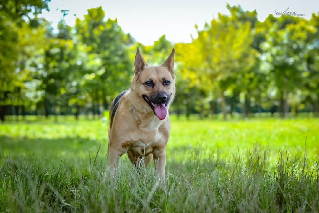 Piękna sunia w typie owczarka niemieckiego szuka kochającego Domu!