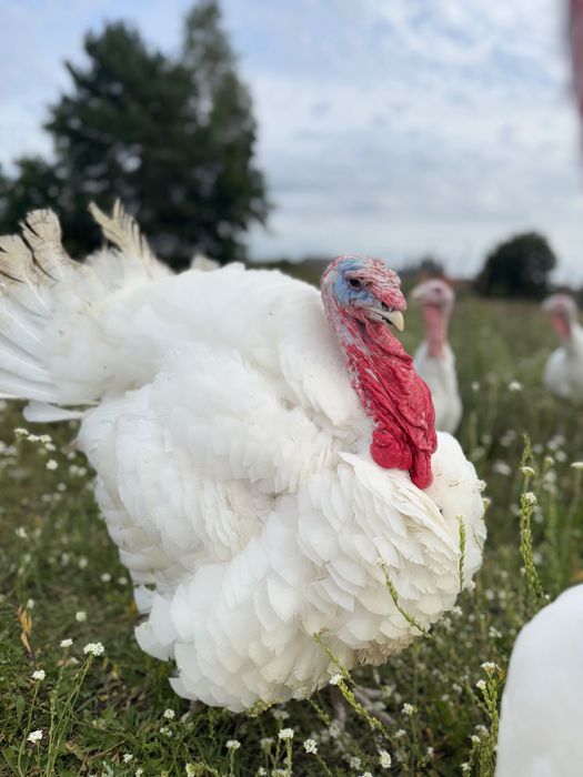 Indyki swojskie, ekologiczne