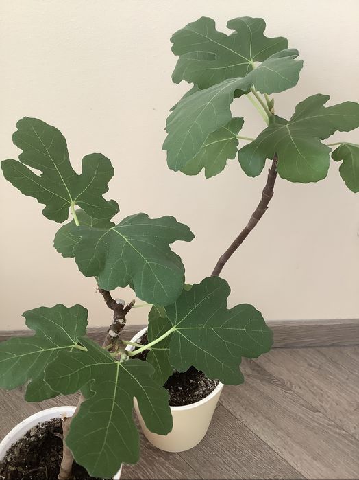 Продам инжирное дерево