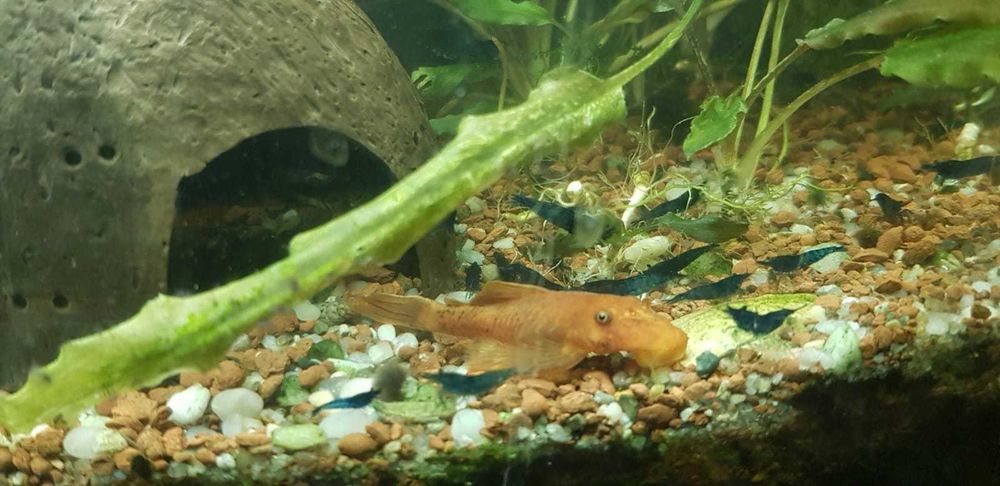 Krewetki Blue Velvet - ciemne - z własnej hodowli