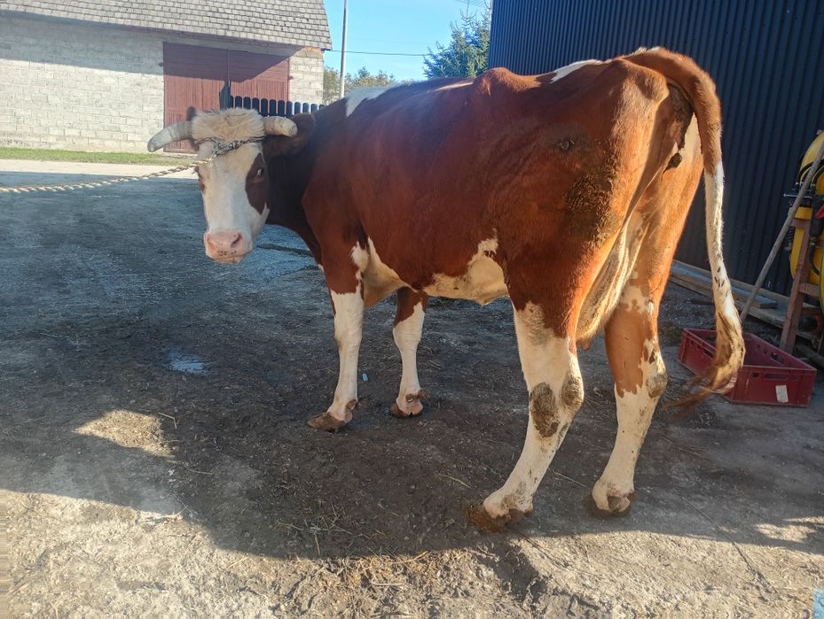 Krowa cielna 6 miesięcy