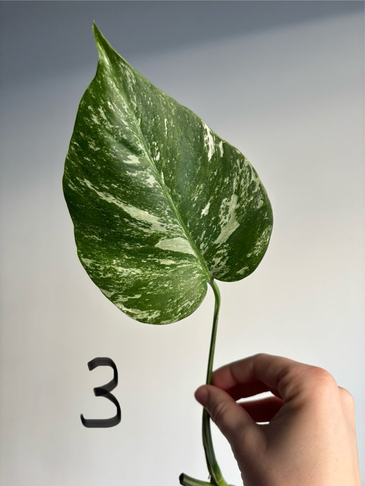 Monstera variegata, pędówki