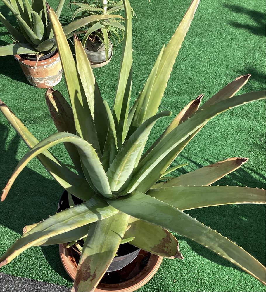 Aloes Aloe Vera duża roślina