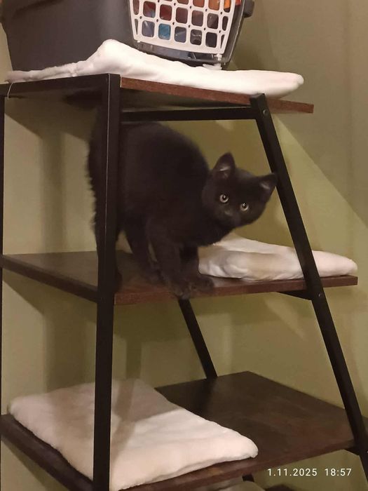 Kocia przylepka do adopcji!