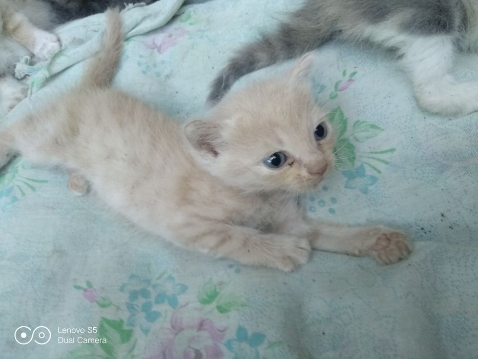 Отдам котят в добрые,хорошие руки.