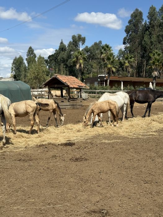 Venda de cavalos, Eguas e Poldros Puro-Sangue Lusitano