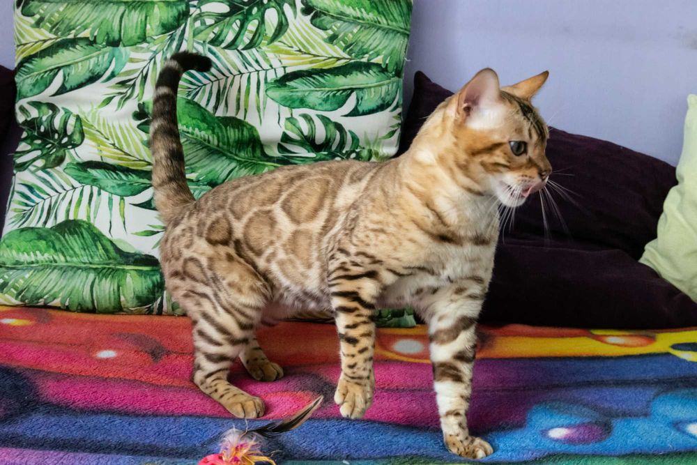 Kot bengalski snow mink do hodowli