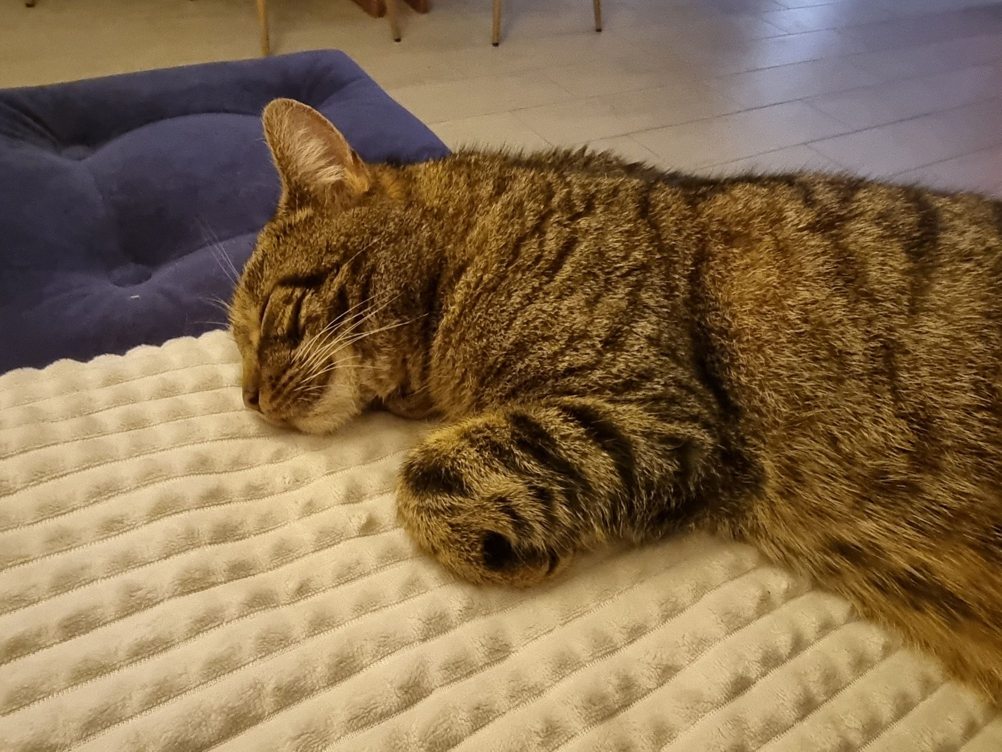 Dwuletni wykastrowany Borysek do adopcji
