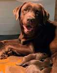 Labrador Retrevier Czekoladowy