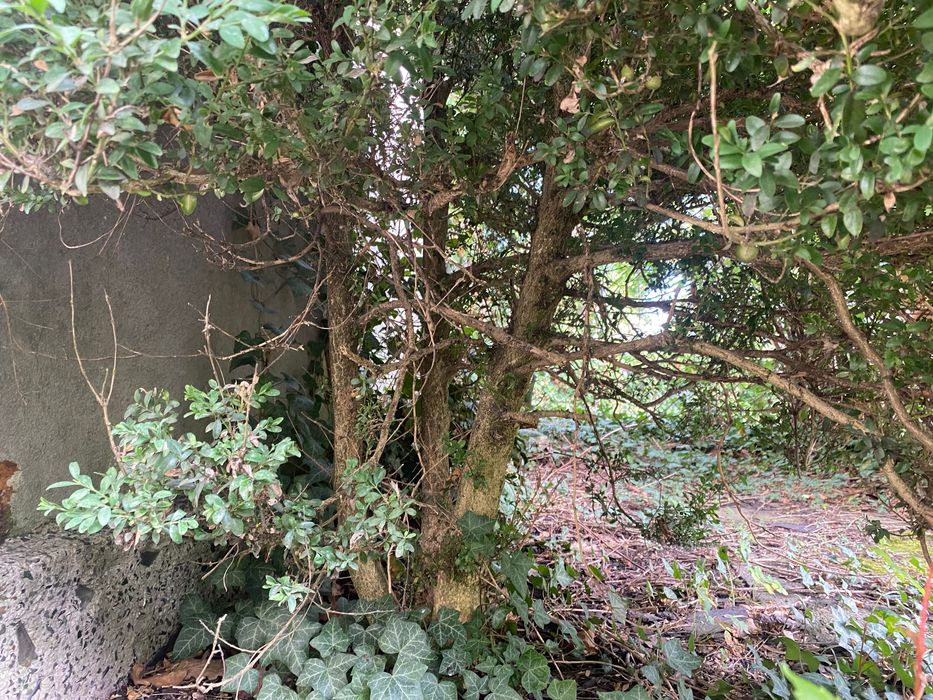 Bukszpan 170 cm kilkudziesięcioletni Warszawa