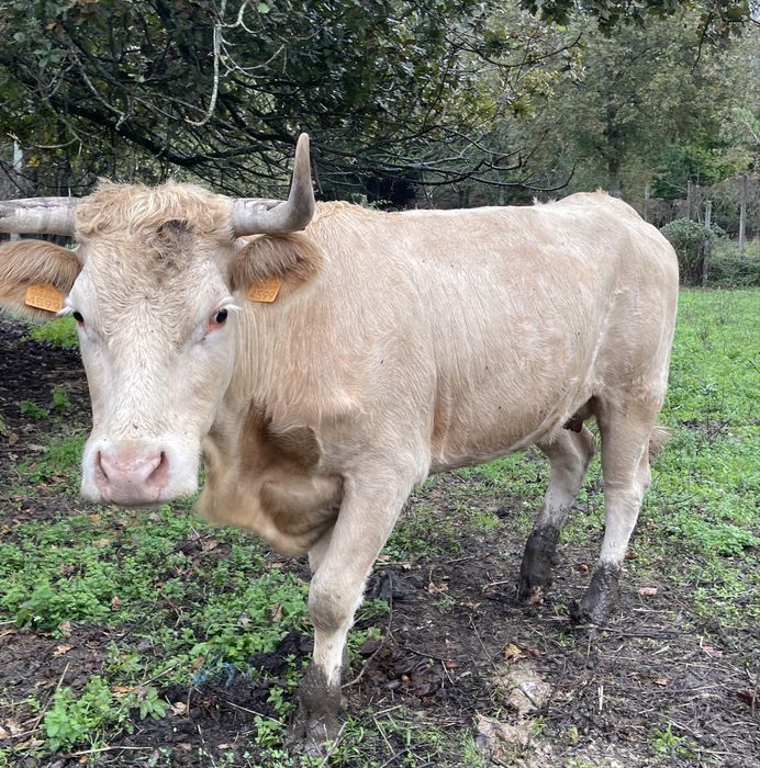 Vaca charolesa possivelmente prenha ( super mansa)