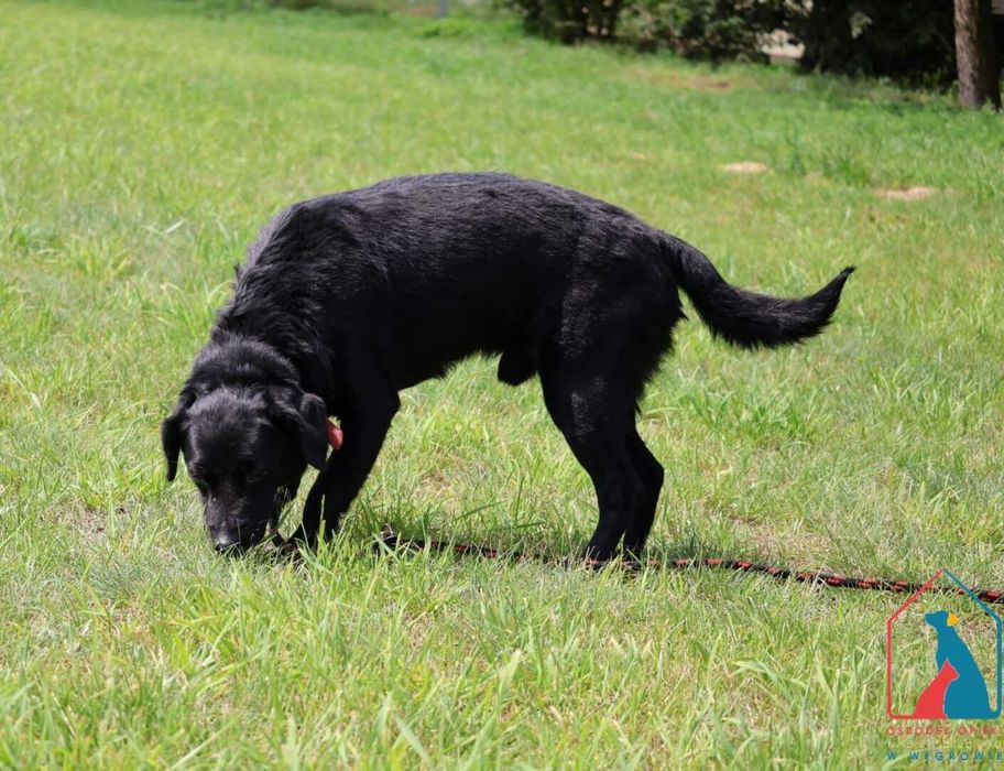 Mały starszy piesek Tufi szuka domu! Adoptuj!