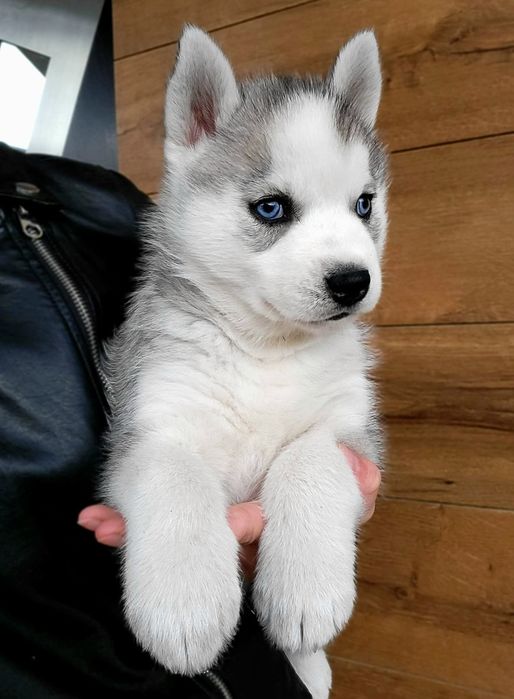 Sunia Ice Queen niebieskooka szczenie Siberian Husky zkwp fci