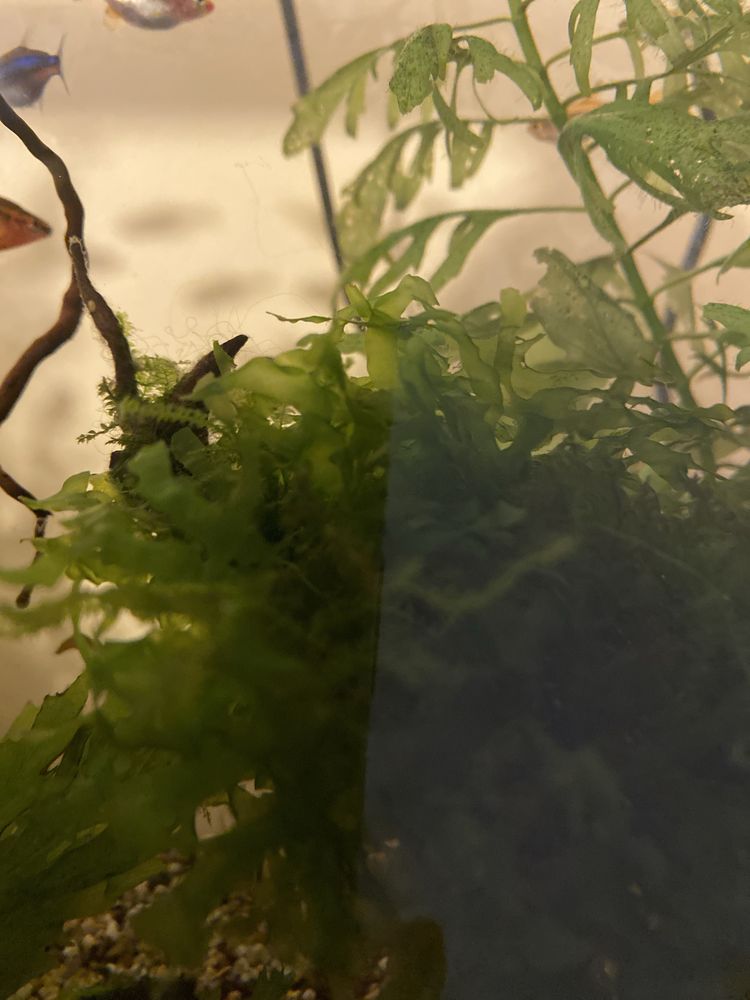 Musgo Pellia - Monosolenium tenerum
