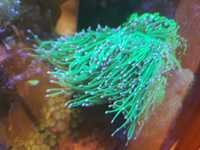 Sprzedam Euphyllia Glabrescens Toxic Green