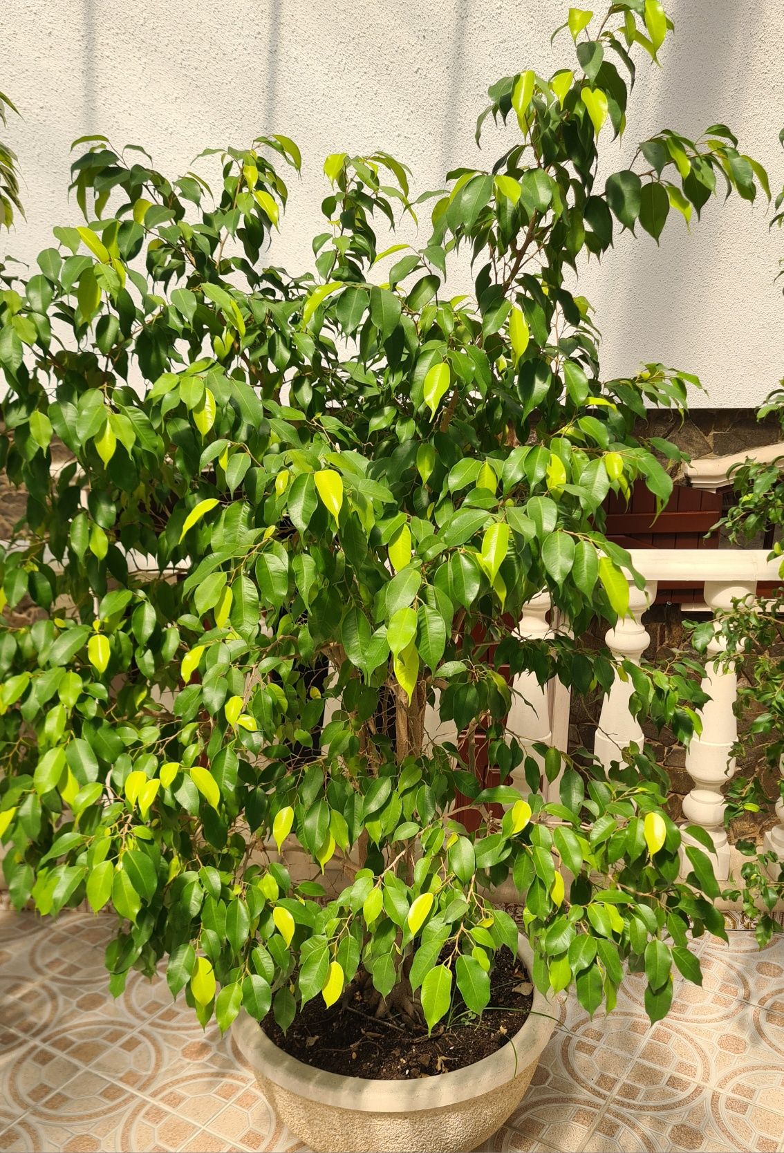 Plantas ficus benjamina