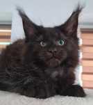 Maine coon  kocurek czarny jak puma