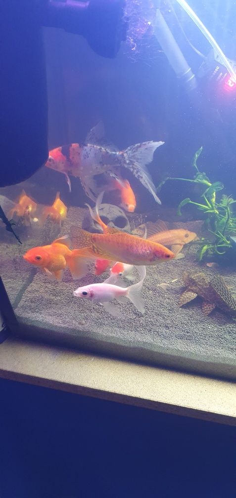 Troco ou vendo 3 plecos