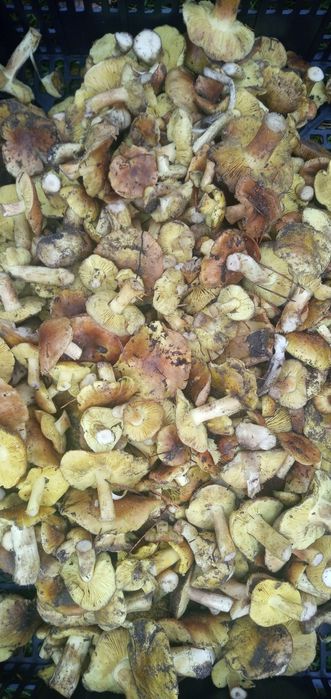 Sprzesam zielonki gąski zielone