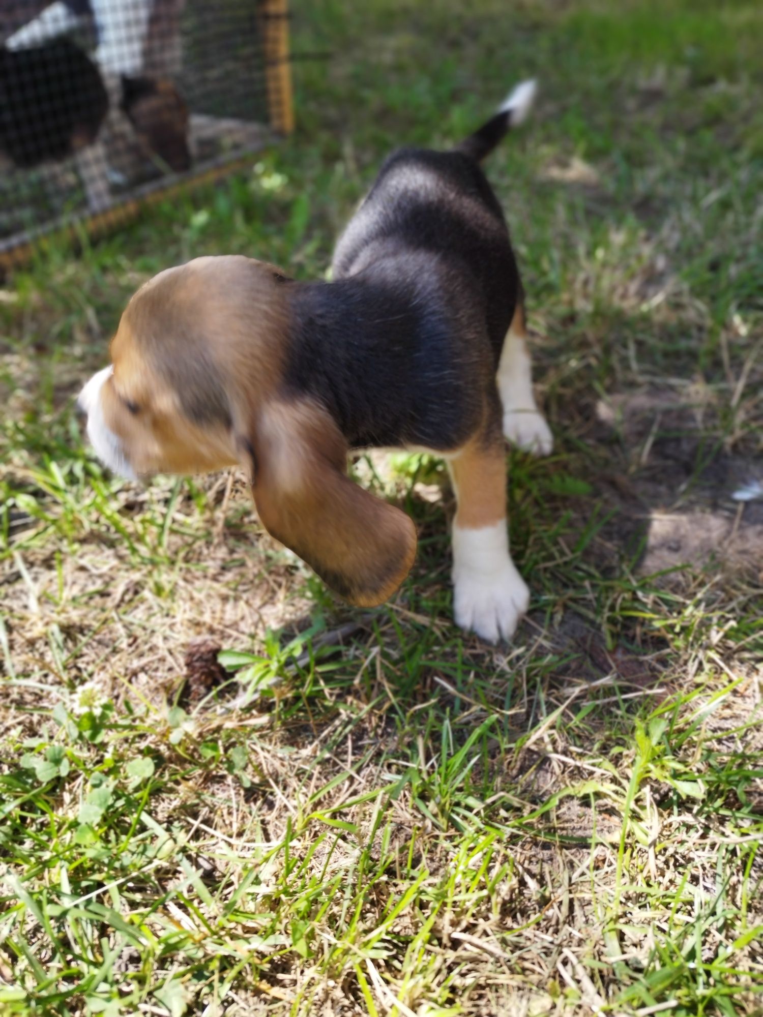 Rodowodowy piesek rasy Beagle tricolor po rodzicach z profilem DNA
