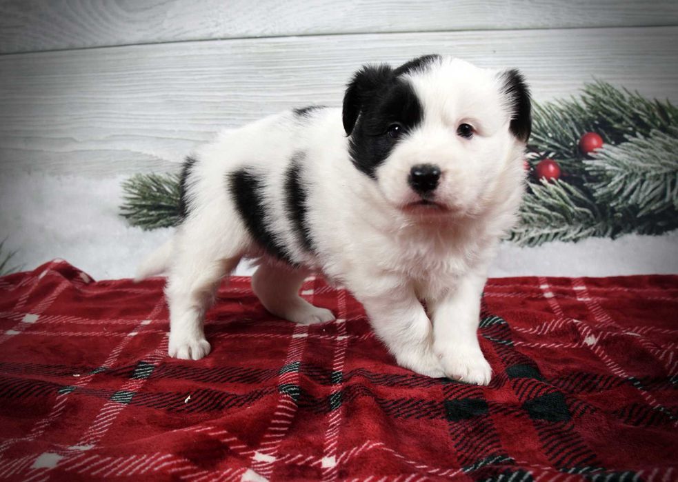 Border collie suczka czarno biała gotowa do odbioru