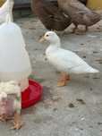 Patos Pequim Mignon