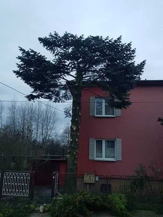 Wycinka drzew, pielęgnacja drzew, sprzedaż drewna. BEZPŁATNA WYCENA