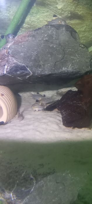 Sprzedam kirysy Julii