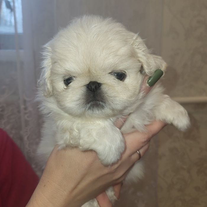 Пекінес цуценята