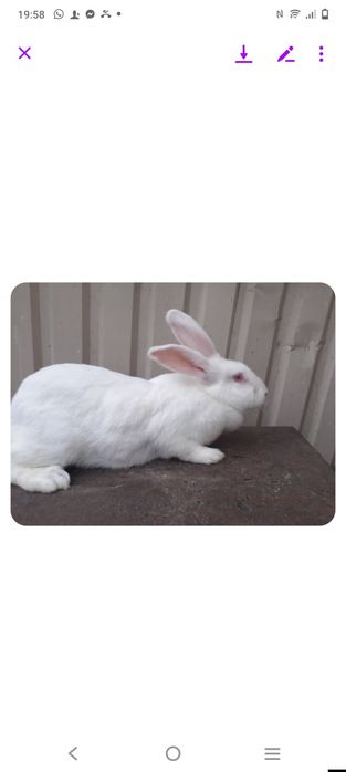 Кролі Термондці , Термондська Біла