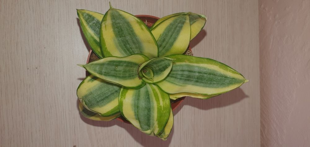 Сансевієрія  Ханні Sansevieria Hahnii