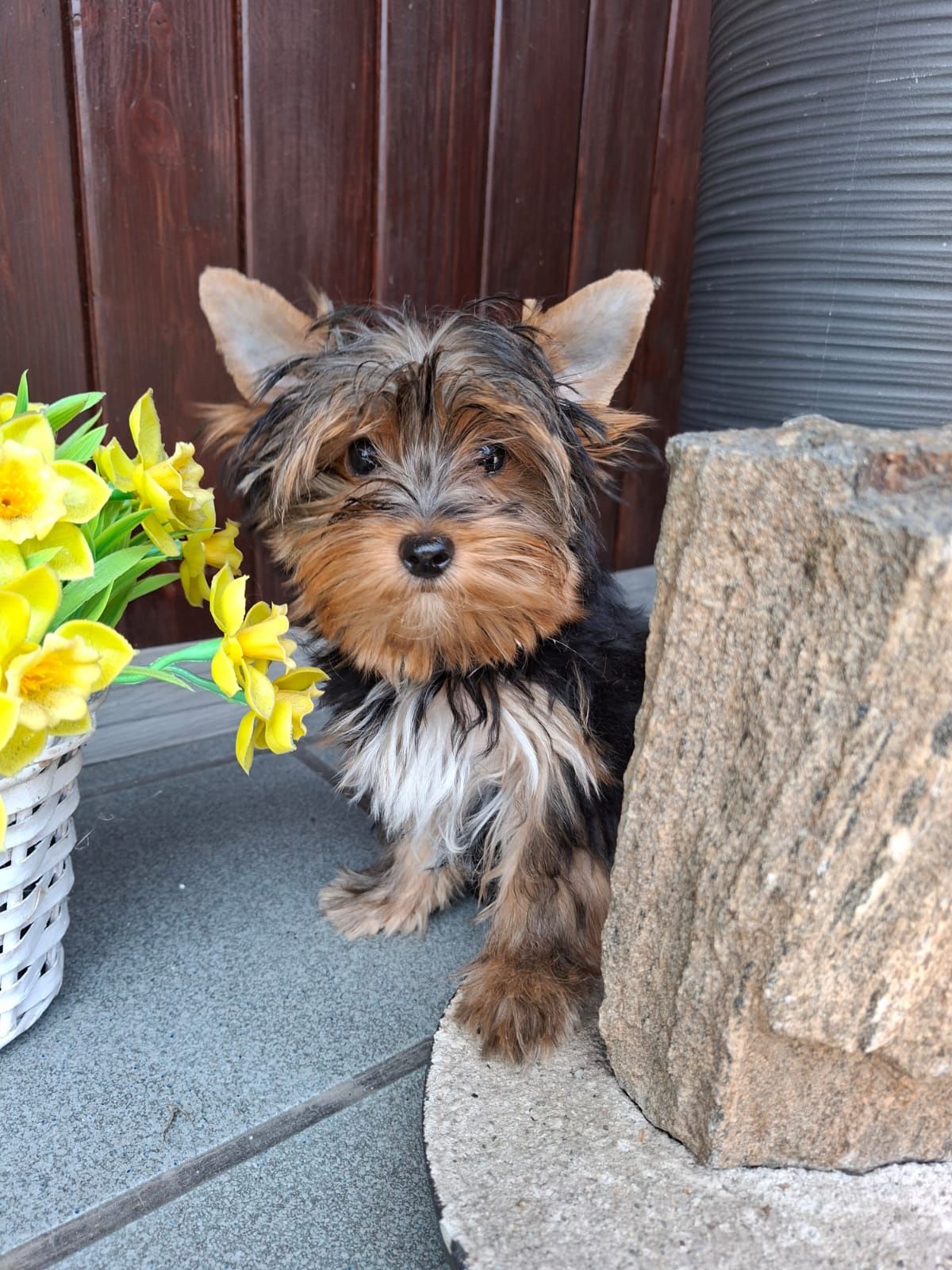 Chłopiec Yorkshire Terrier