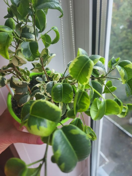 Фікус Ірен, варієгатний