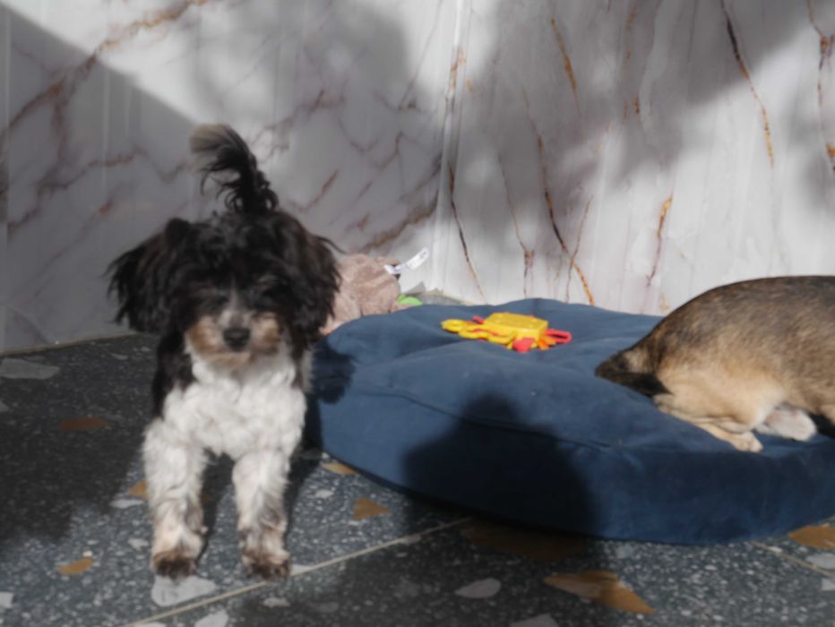 Maltipoo Urocza odchowana sunia
