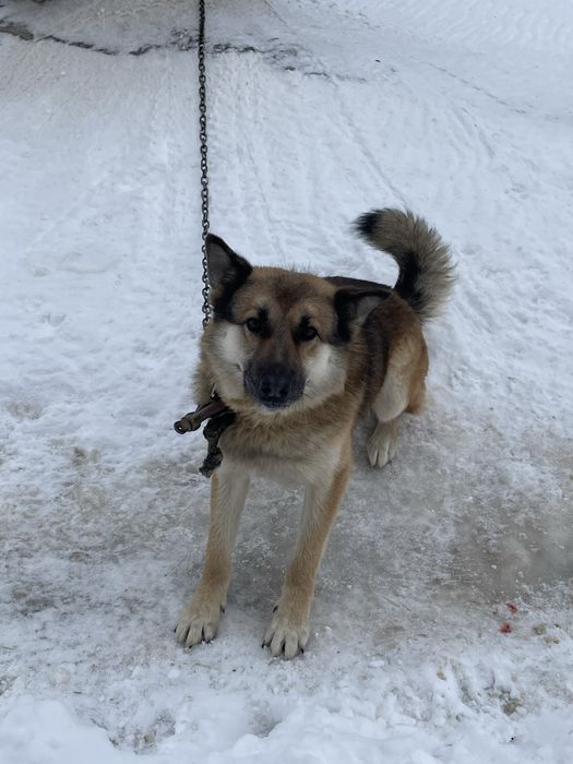 Відам собаку безкоштоано