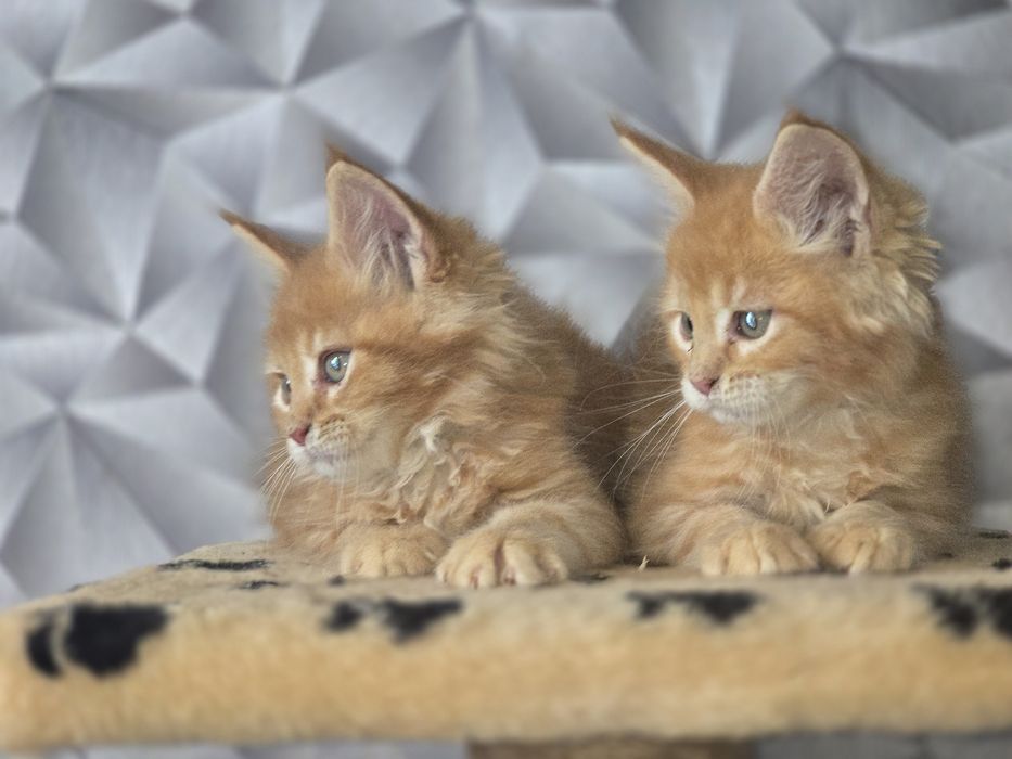 Чистокровные котята мейн-кун