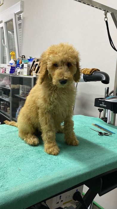 Imperdível!!! Lindo bebê de caniche standard procura novo dono!!