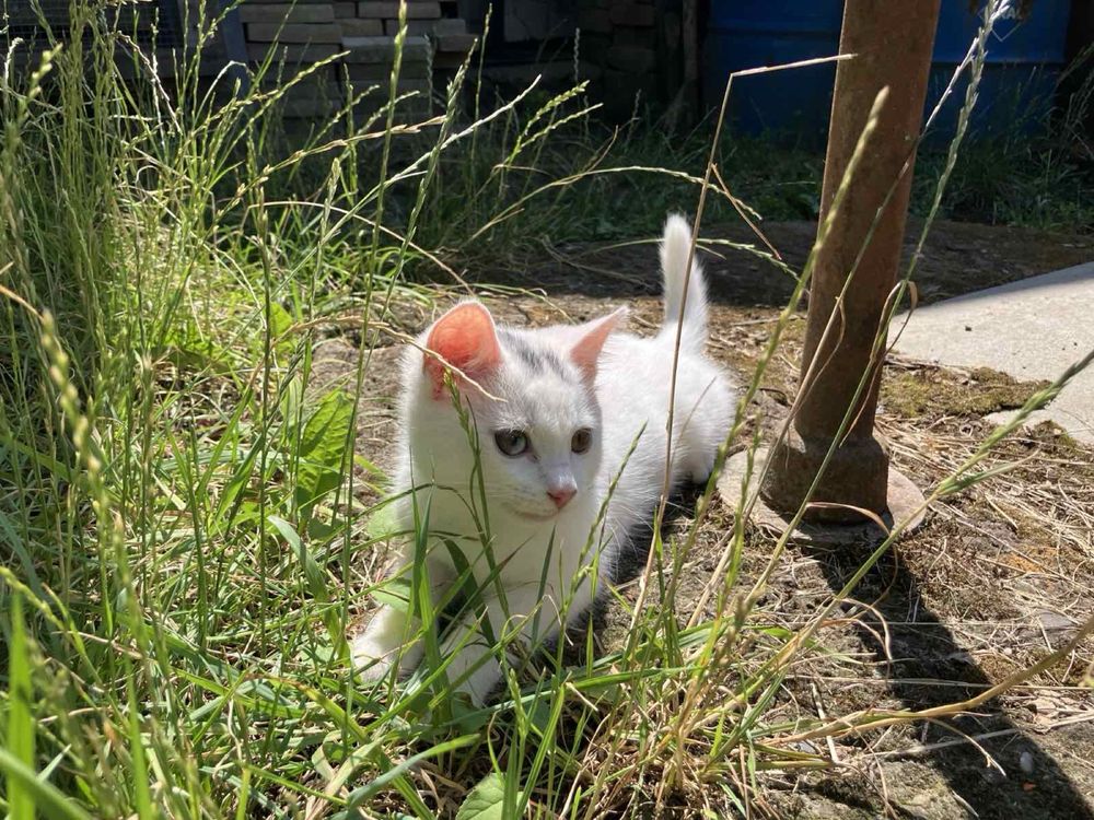 Кошеня 2 місяці хлопчик