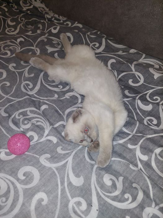 Скоттиш фолд Девочка чистокровная!