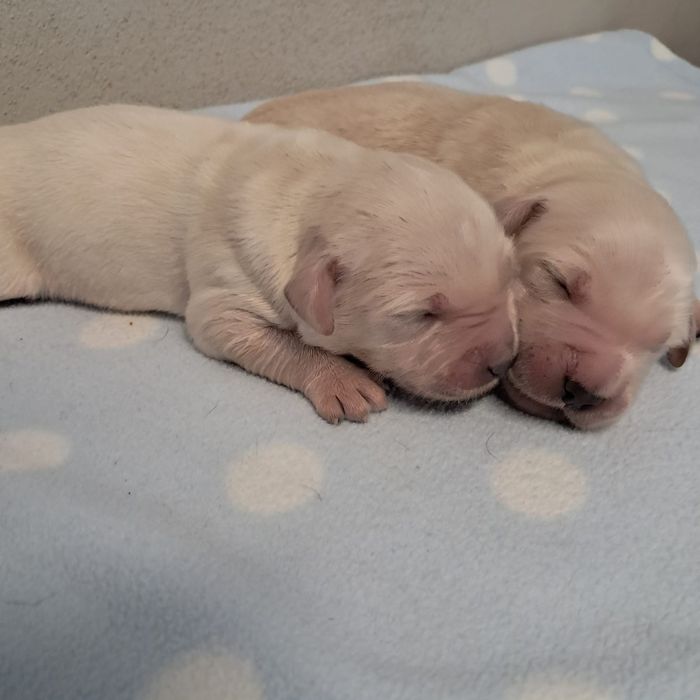 Golden retriever